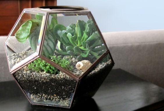 Террариум своими руками