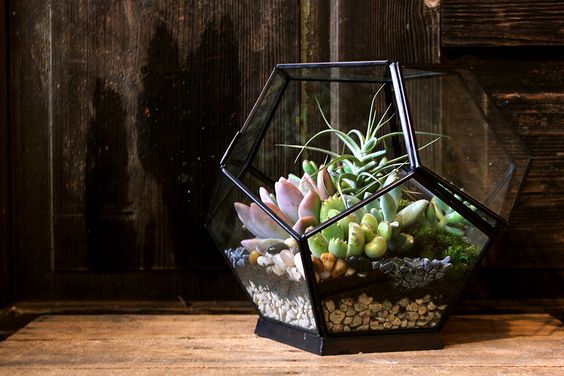 Террариум своими руками