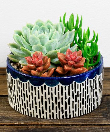 Террариум своими руками