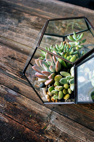 Террариум своими руками