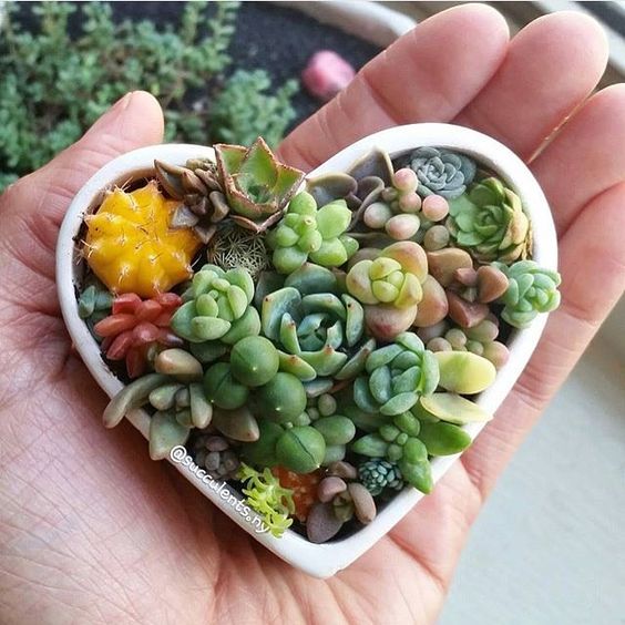 Террариум своими руками