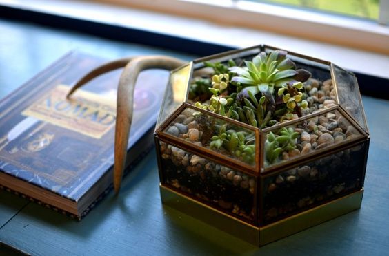 Террариум своими руками