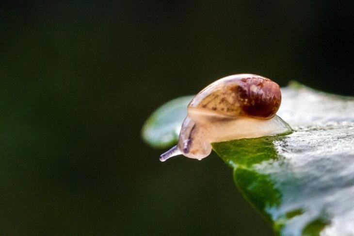 Улитки-убийцы, на счету которых 200 000 человеческих жизней каждый год