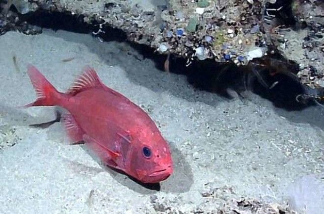 13 видов рыбы, которые нельзя есть