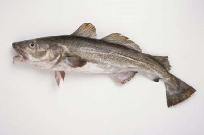 13 видов рыбы, которые нельзя есть