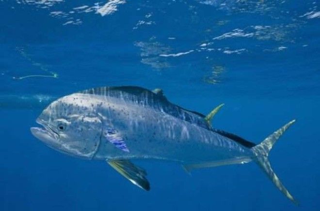 13 видов рыбы, которые нельзя есть