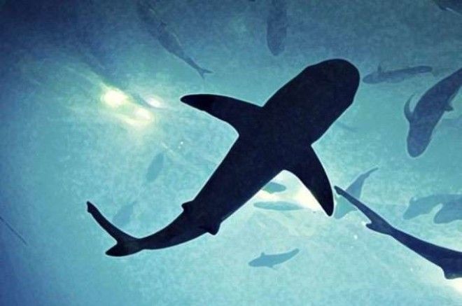 13 видов рыбы, которые нельзя есть