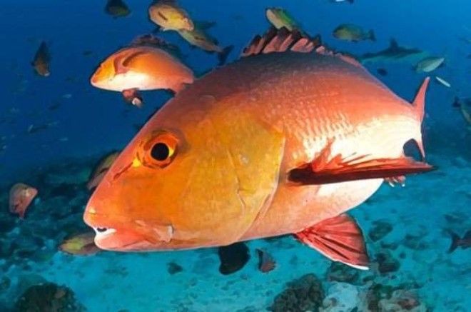 13 видов рыбы, которые нельзя есть