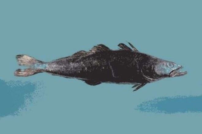 13 видов рыбы, которые нельзя есть