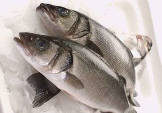 13 видов рыбы, которые нельзя есть