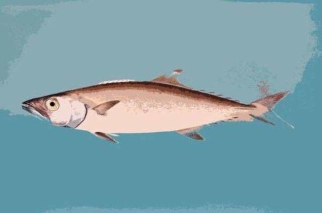 13 видов рыбы, которые нельзя есть