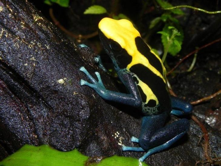 15 уникальных животных и их удивительные особенности