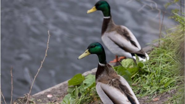 Москва заявила о разработке в Украине бактериологического оружия. Что не так с этим обвинением?