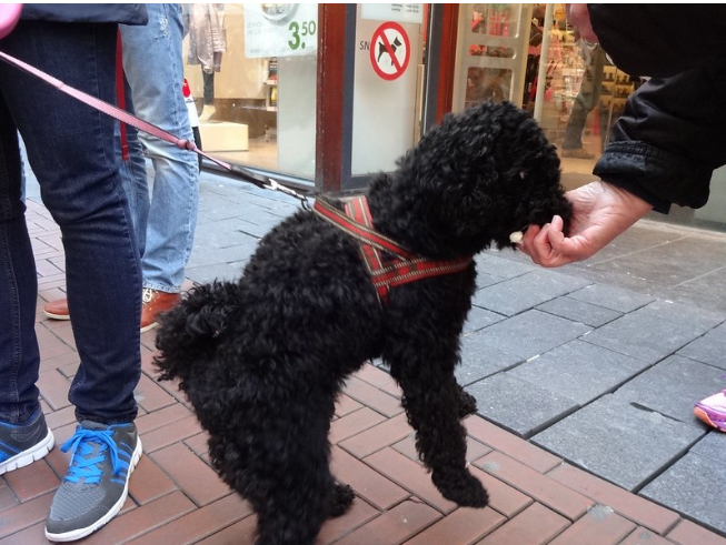 25 фотографий из Нидерландов, которые удивляют и обескураживают