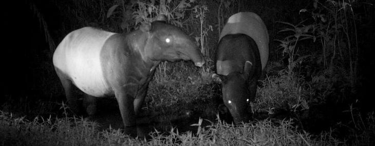 Чепрачный тапир &mdash; гений маскировки
