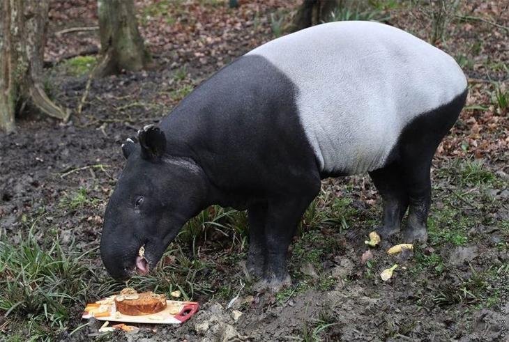 Чепрачный тапир &mdash; гений маскировки