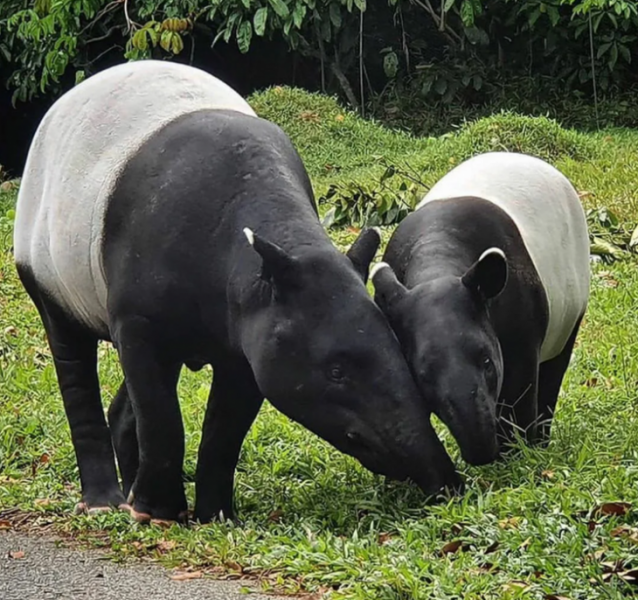 Чепрачный тапир &mdash; гений маскировки