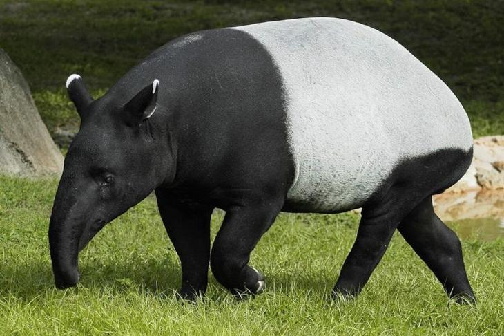 Чепрачный тапир &mdash; гений маскировки