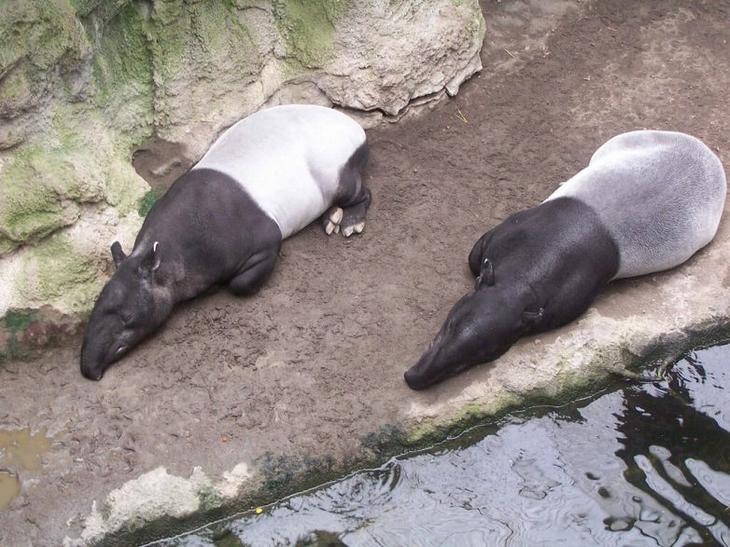 Чепрачный тапир &mdash; гений маскировки