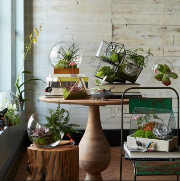 Флорариум своими руками: пошаговая инструкция