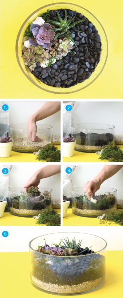 Флорариум своими руками: пошаговая инструкция