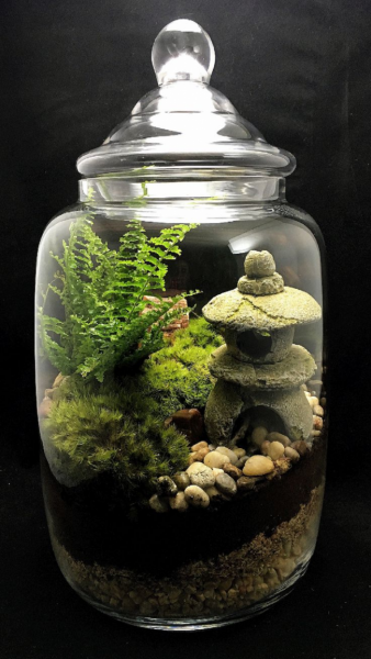 Флорариум своими руками: пошаговая инструкция