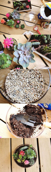 Флорариум своими руками: пошаговая инструкция