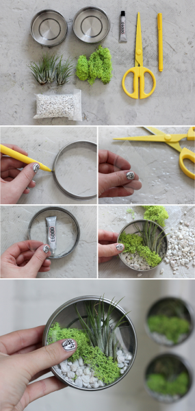 Флорариум своими руками: пошаговая инструкция