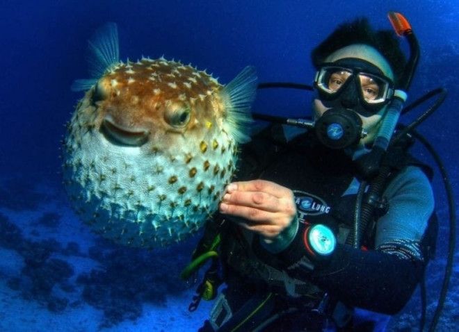 Интересные факты о ядовитой рыбе фугу