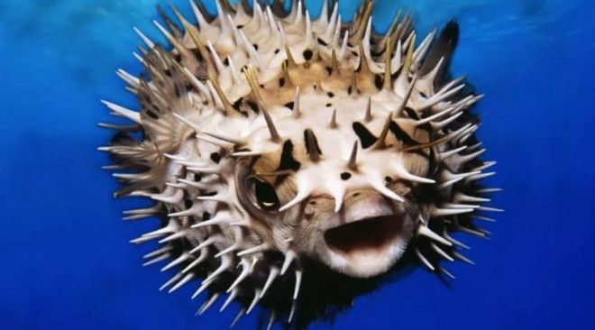 Интересные факты о ядовитой рыбе фугу