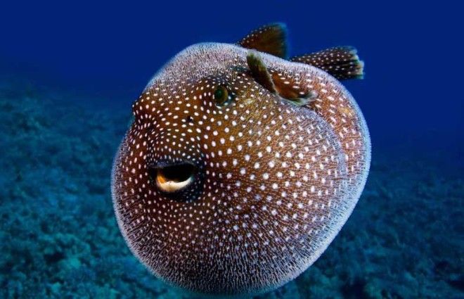 Интересные факты о ядовитой рыбе фугу
