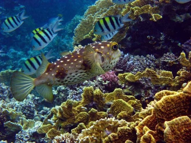 Интересные факты о ядовитой рыбе фугу