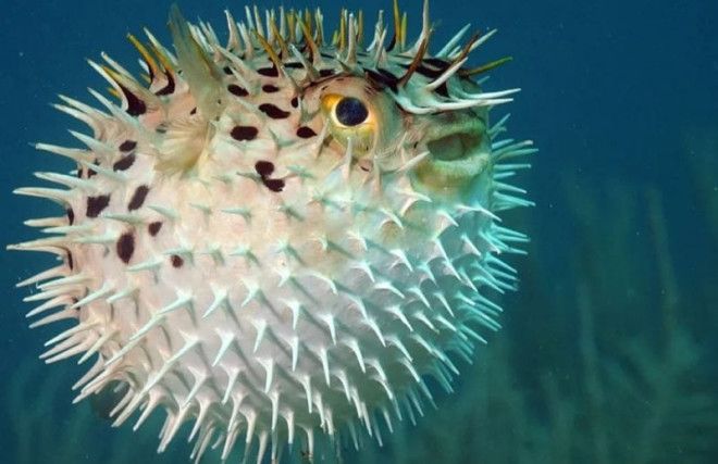 Интересные факты о ядовитой рыбе фугу