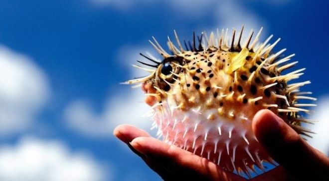 Интересные факты о ядовитой рыбе фугу