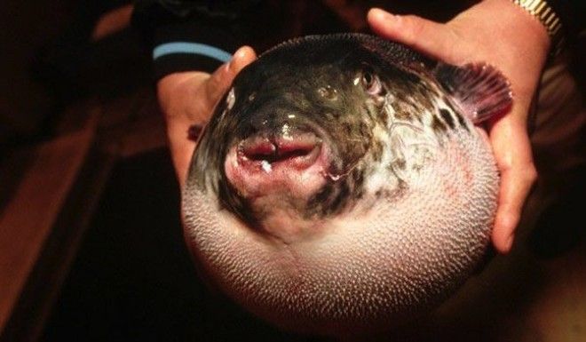 Интересные факты о ядовитой рыбе фугу