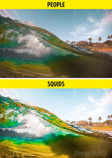 Как выглядит мир глазами разных представителей мира фауны