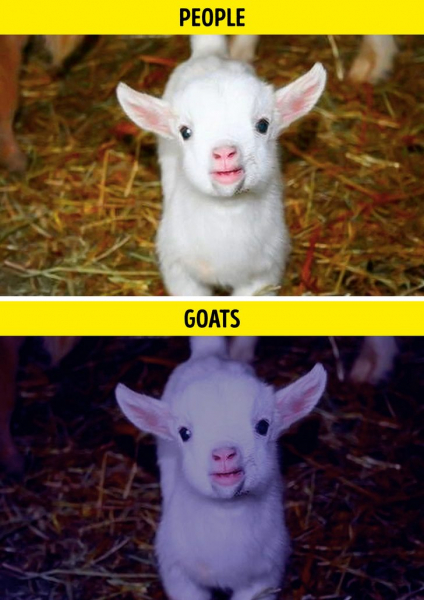 Как выглядит мир глазами разных представителей мира фауны