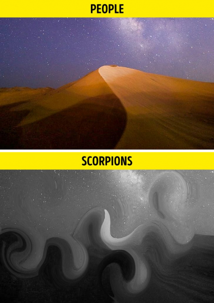 Как выглядит мир глазами разных представителей мира фауны