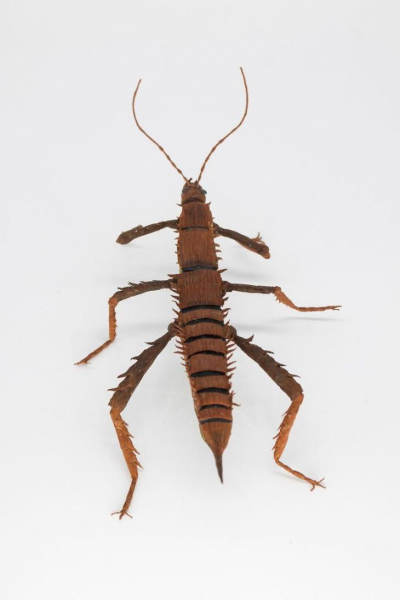 Невероятно реалистичные насекомые и растения из бумаги