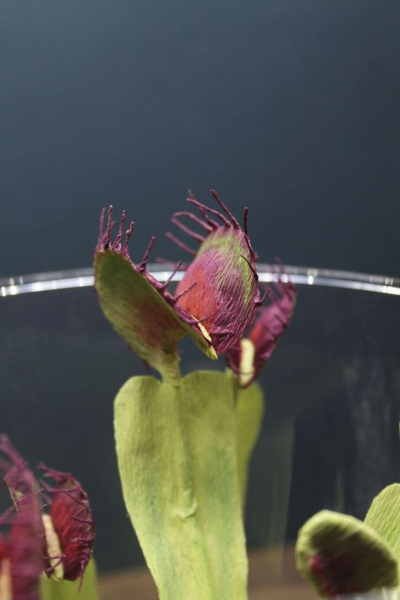 Невероятно реалистичные насекомые и растения из бумаги