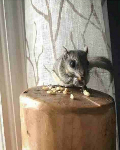 Пользователи сети опознают загадочные и непонятные штуки