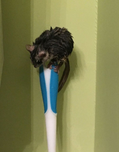 Пользователи сети опознают загадочные и непонятные штуки