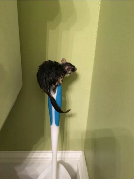 Пользователи сети опознают загадочные и непонятные штуки