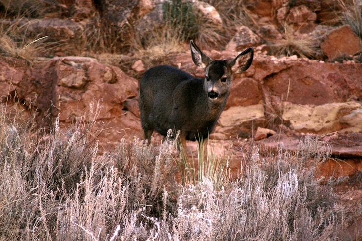 Сад Богов: уникальный природный парк в штате Колорадо