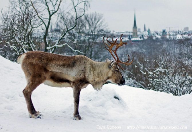 Сказочное королевство Швеция