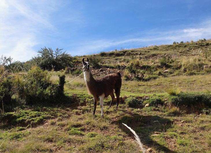 Все краски озера Титикака