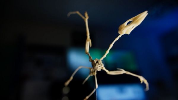 Динозавры вымерли из-за падения астероида. Ученые нашли ногу динозавра, который, вероятно, пал в числе первых