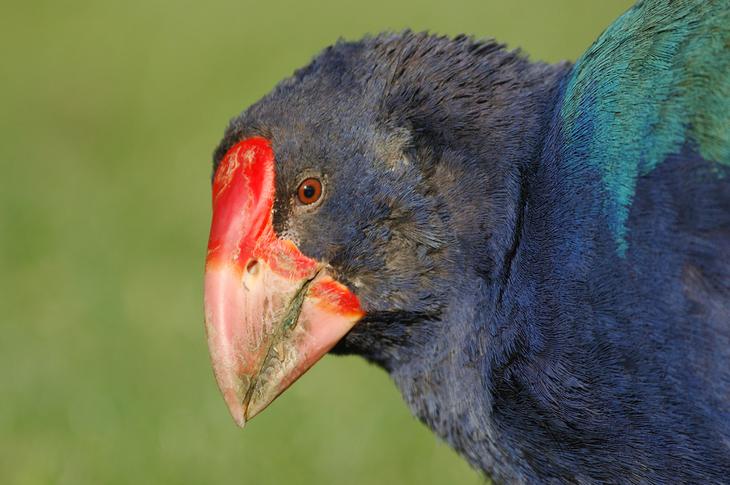 10 мест в Новой Зеландии, которые обязательно стоит посетить