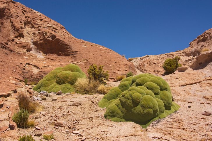 15 растений с других планет, которые почему-то растут на Земле