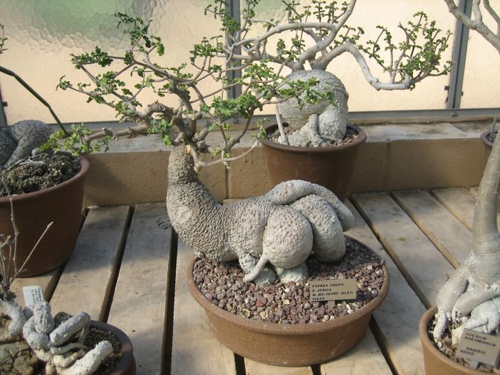 15 растений с других планет, которые почему-то растут на Земле